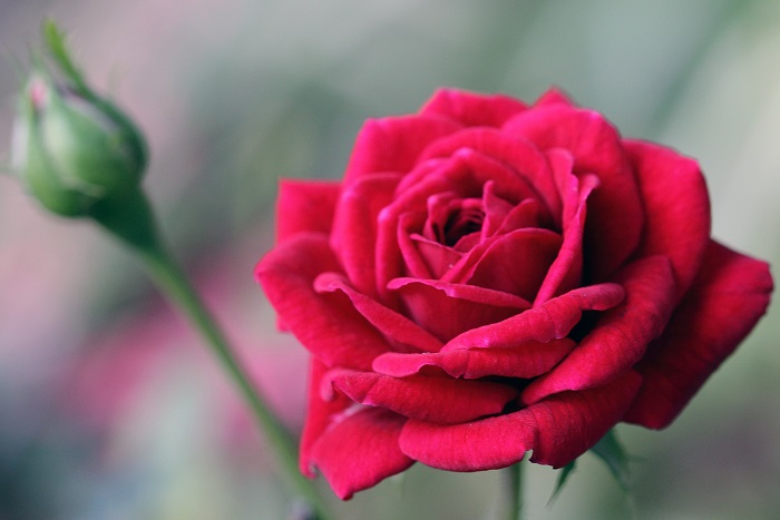 flower.jpg