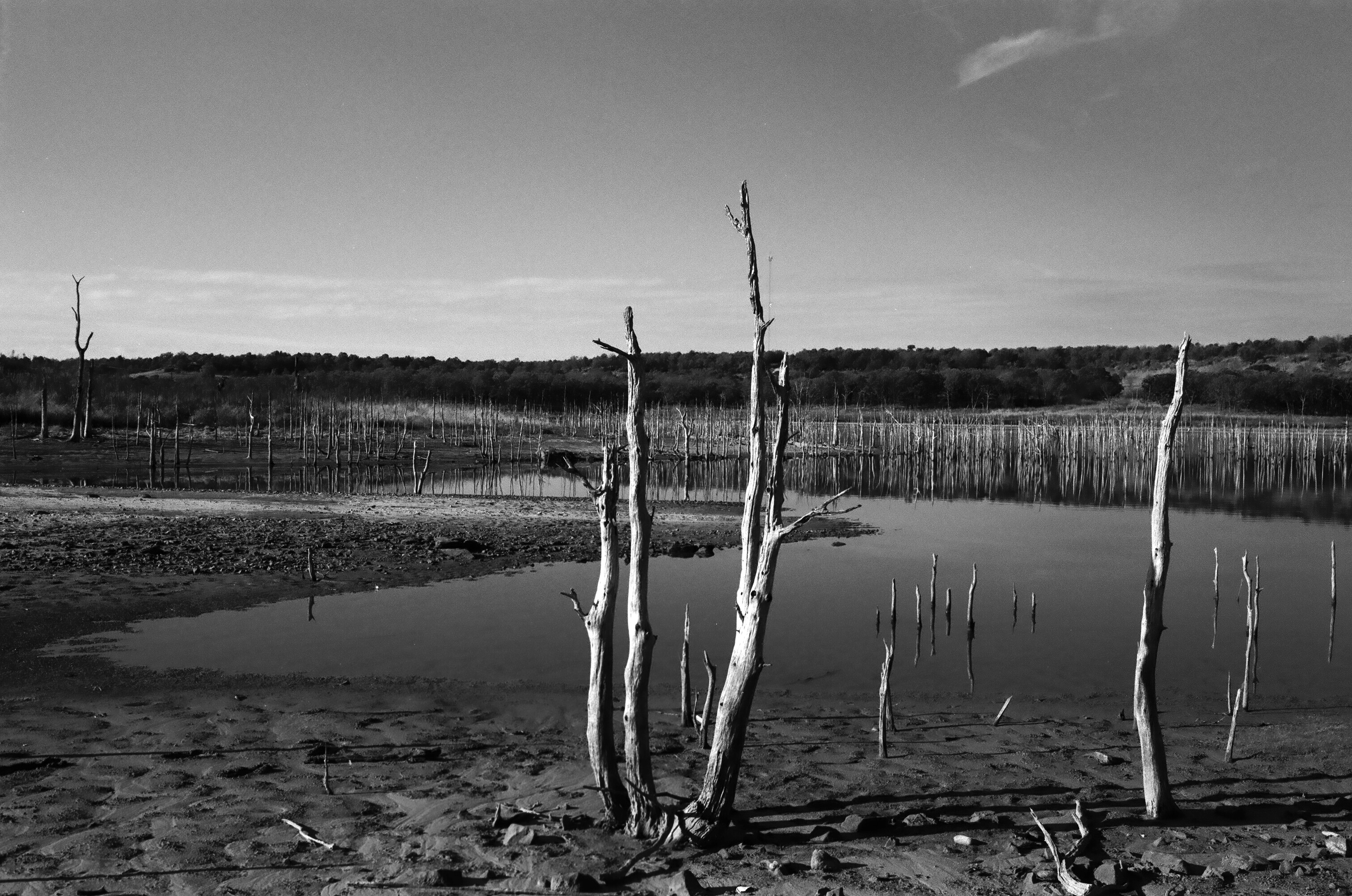 Dead Trees Desktop.jpg
